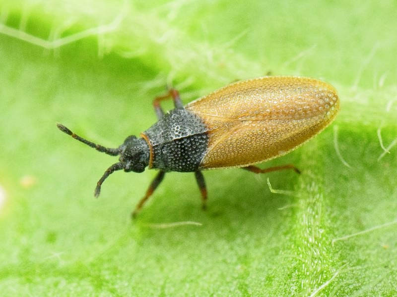 Agramma fallax (Horváth, 1906)